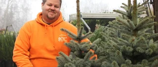 Kalle Ankas julgran kommer från Danmark