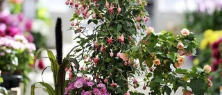 Blomstrande affärer