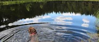 Dags fånga sommaren på bild