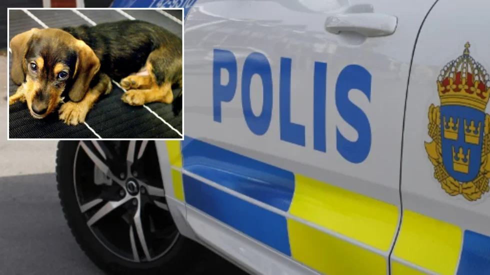 Hundvalpen på bilden har ingen koppling till den stulna valpen i artikeln. 