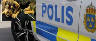 Stal hundvalp från uppfödare – döms villkorligt 
