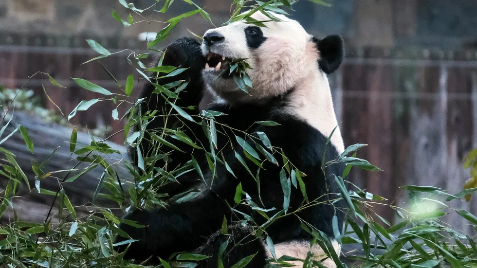 Bambu – en favorit hos jättepandan. Arkivbild.