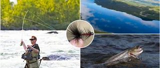 Flugfiskarens paradis i den norrbottniska fjällvärlden • "Det är lätt att bli förälskad i det här"