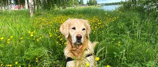 Blixtra i fin midsommarkrans   