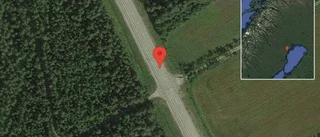 Rådjur på vägen på E4