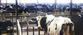 Salmonella: Fler kan ha drabbats