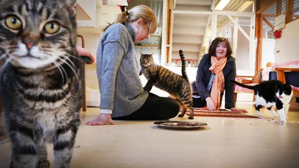 Överskottet från Gotlands katthems konkurs kommer att lämnas över till Kattstödet vilket är till glädje för  Marie Gustavsson, Birgitta Wintland och katter.
