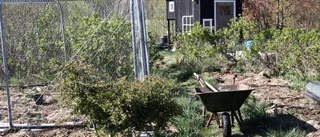 Kerstin blommar upp på våren