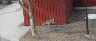 Oväntad gäst mitt i kvarteret