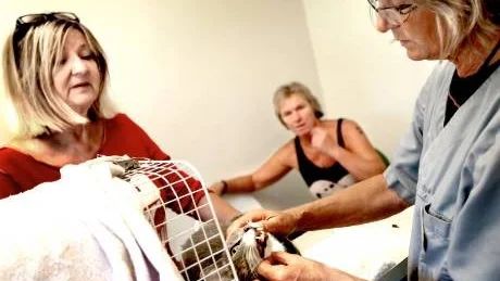 Birgitta Wintland från katthemmet hjälper Lotta Persson, veterinär, att kika på katten Gandalfs tänder. Ylva Karlsson från katthemmet syns i bakgrunden.