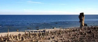 Stentorn rör upp känslorna på Fårö