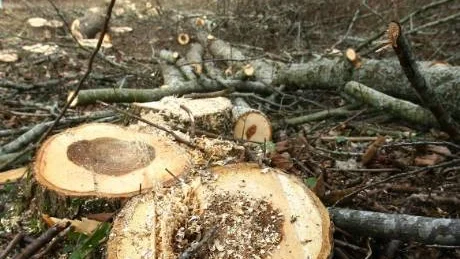 Sanering. Ulf Gandborg och Malte Steen från parkförvaltningen sågar ner och bränner de sjuka träden.FOTO: ROLF JÖNSSON