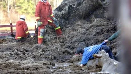 HJÄLP. Det blev dramatiskt i Sanda i går när två kvigor hade hamnat i en gödsellagun. Räddningstjänsten i Klintehamn fick god hjälp av grannar att få upp kvigorna.