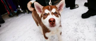 Hundägare oroas av giftrykte