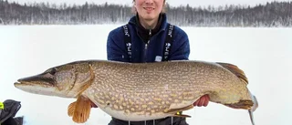 Fick grisgädda på kroken: "Fläskig som aldrig förr!"
