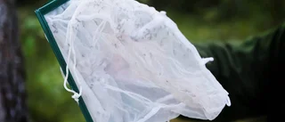 Fruktad myggplåga har drabbat norra Gotland
