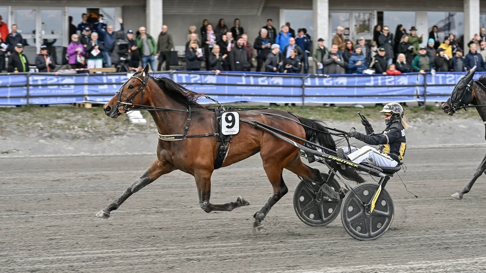 Sandra Eriksson höjer högernäven efter en imponerande uppvisning av 4-årige Devils Tongue i V75-1 på Umåker. Hästen joggade runt motståndet på en 11-tid.