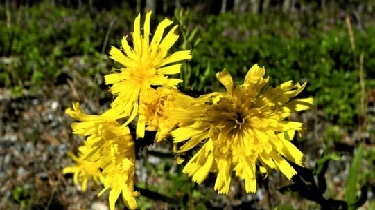 Fibblan blommar i Piteå.

