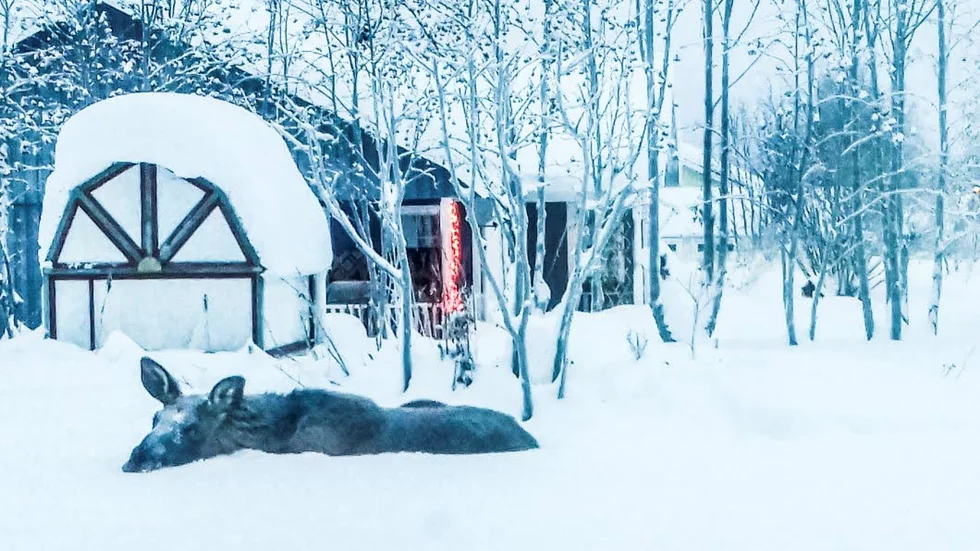 OVÄLKOMMET. Älgarna som har befunnit sig på Tuolluvaara och Lombolo har gjort boende rädda och ska nu avlivas.