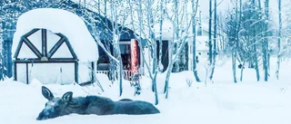 Närgångna älgar ska avlivas