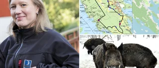 Svin skrämmer besökare – kommunen vill inte se vilthägn på Lagnö: "Friluftsvärdena i området kommer att påverkas negativt"