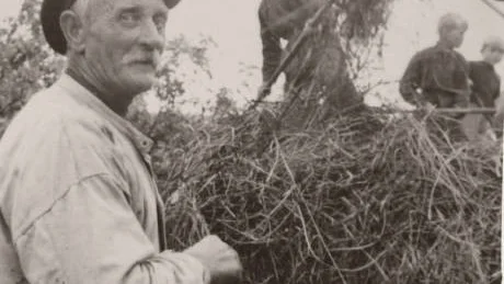 "Ajnens-Adolf".  Adolf Broman var en välkänd Fåröbo som tröskade åt bönderna. Bilden togs vid Marpes 1938.