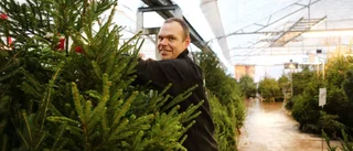 Så stor är prisskillnaden på julgranar