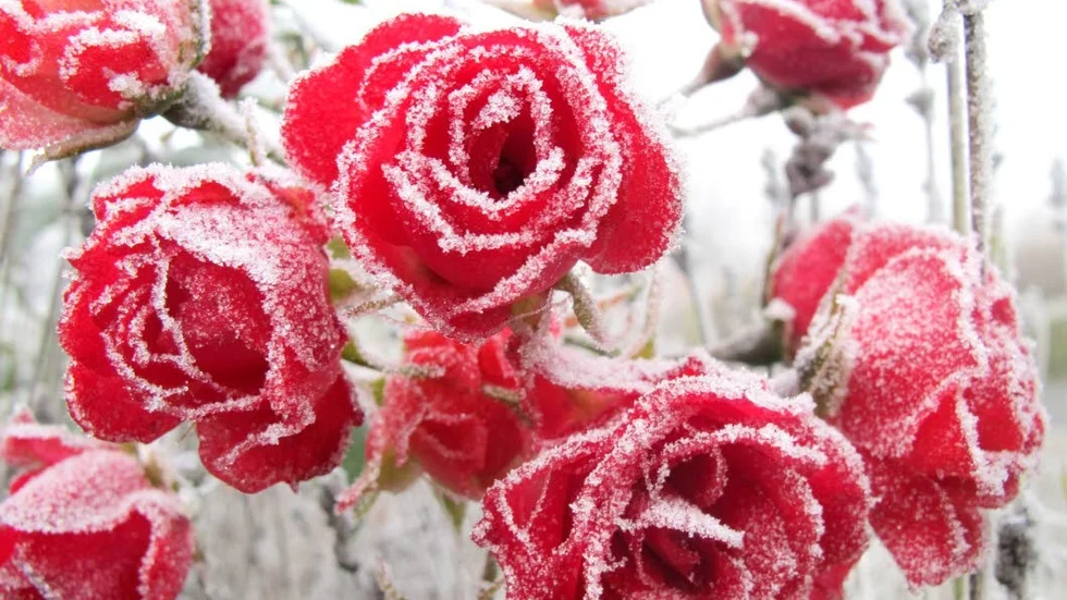Kylslaget. Frostnupna rosor.