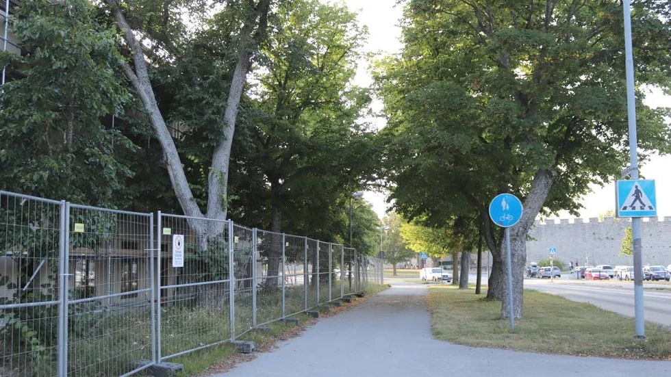 Oroar sig för träden i allén.