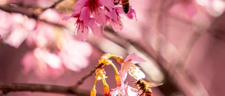 Hälften av insekterna borta på vissa platser