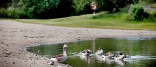 Gässens framfart lämnar Vilstabadet fullt med skit