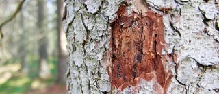 Vändningen: Angripen skog räddas