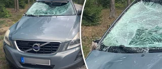 Bil krockade med älg – föraren till sjukhus