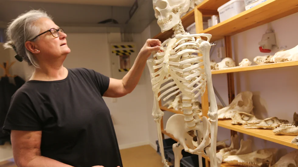 Med hjälp av skelett kan Sabine Sten få svar på många frågor om hur människor levde långt tillbaka i tiden.