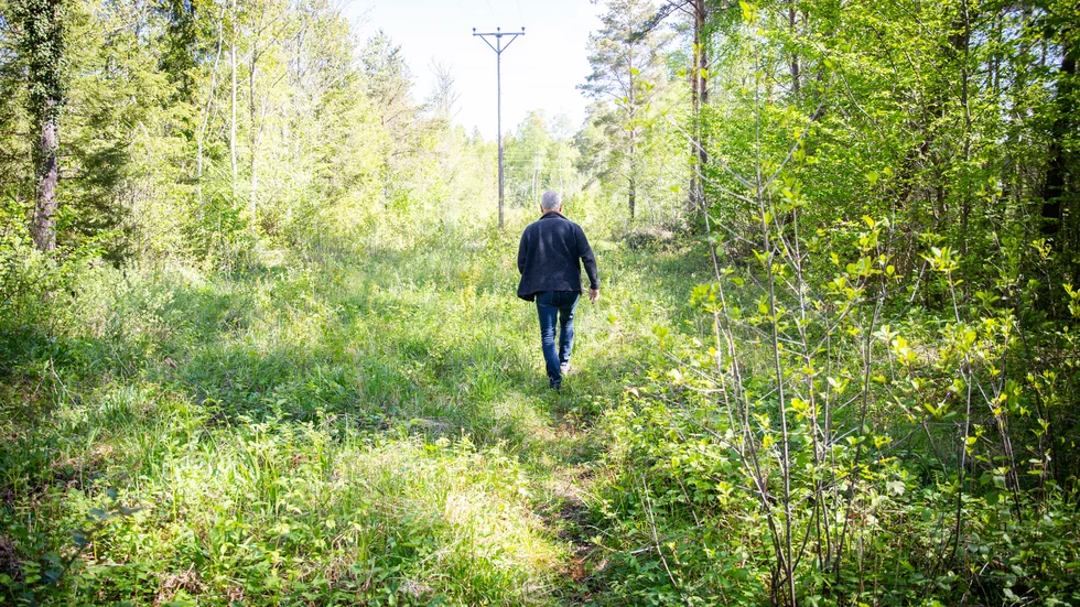 Enligt en återväxtinventering som Skogsstyrelsen gjort har Gotland den sämsta skogliga återväxten i hela landet. Andelen godkända föryngringar var enligt undersökningen endast 61 procent (vilket är ett medeltal för 2020 och 2021). "Det här är ett stort problem", säger Ingvar Hansson på Skogsstyrelsen. 