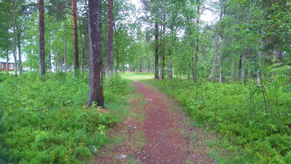 Bygga. I det här grönområdet planerar Gällivare kommun att bygga nya radhus.