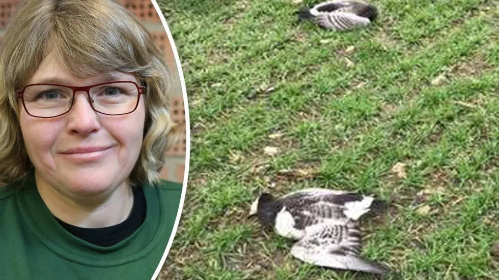 Anna Törnfelt är väldigt arg över det som inträffat med de dödade och skadeskjutna gässen.