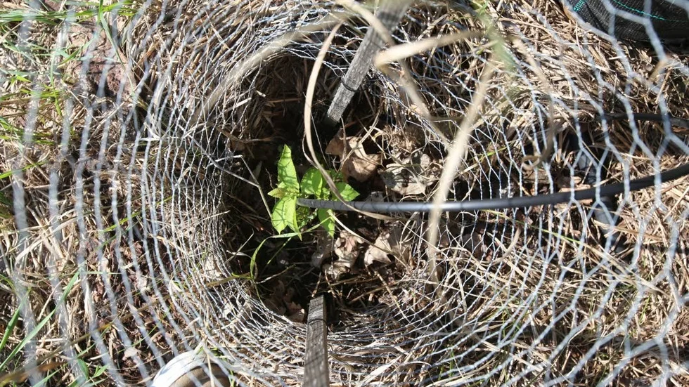 De teplantor som stått oskyddade för solen har fått blekare blad.