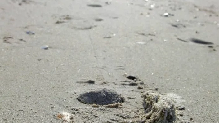 Olja på en gotländsk strand.
