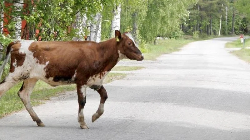 Sex kvigor är försvunna från Tofta skjutfält. Kvigan på bilden har ingenting med de försvunna kvigorna att göra.