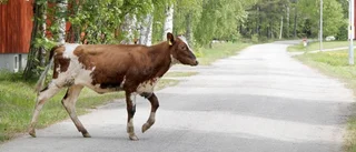 Har du sett sex kvigor?