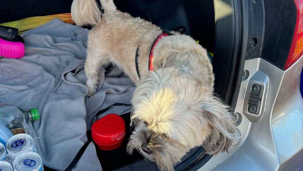 Hunden lämnades kvar i bilen när hundägarna handlade. (Bilden är hämtad ur förundersökningen.) 