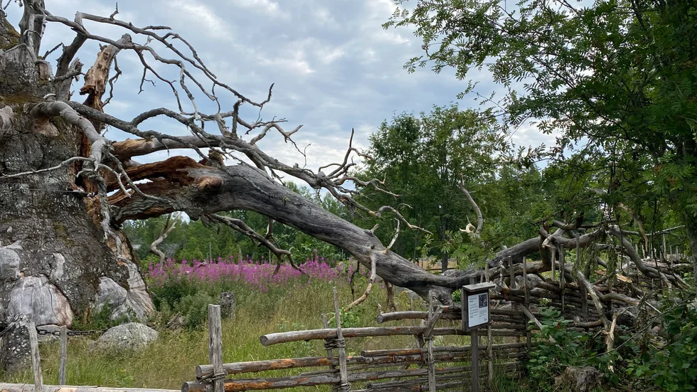 "Som vi bedömer det kommer grenen som gått av inte påverka trädets allmänna tillstånd. Men den måste hanteras på långsikt och läggas på marken så att den inte hänger i luften", säger Daniel Hasselbratt, naturvårdshandläggare på Länsstyrelsen Kalmar län. 