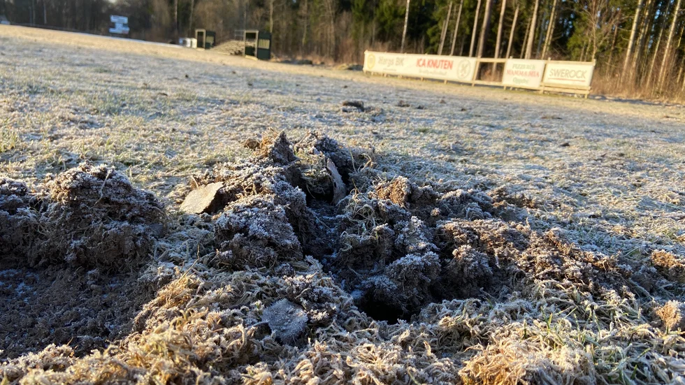 Vildsvinsattacken på Krikonbacken var nog i själva verket ett besök av en grävling.