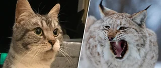 Katten Sören dödades av lodjur: "En del av vår familj"