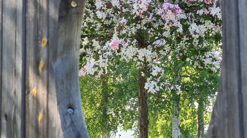 Fruktparken i Piteå.