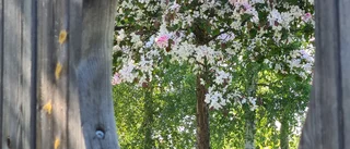 Läsarbild: Fruktparken i Piteå