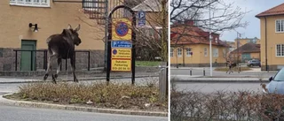 Här vurpar älgen in i ett staket – inne i Linköping