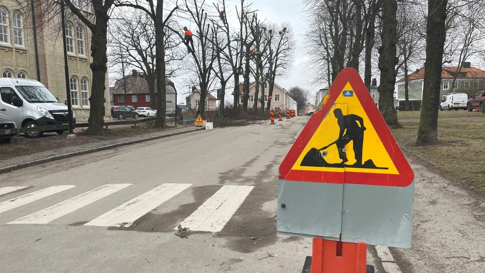 Se upp för fallande grenar. Säkerhetsbeskärning av träd pågår på Storgatan, som delvis har spärrats av.