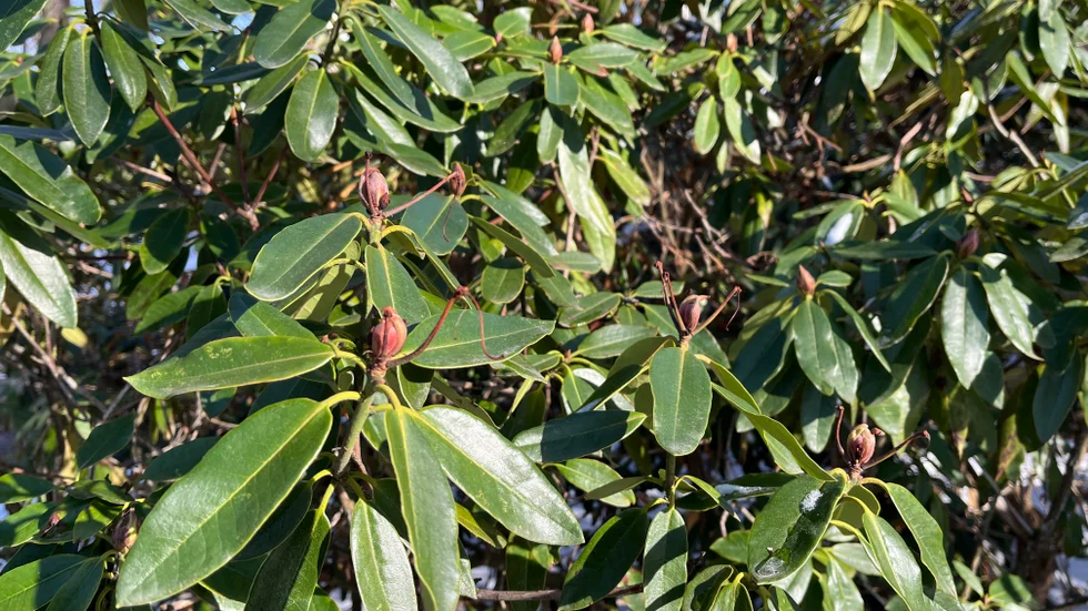 Rhododendronblommor och knoppar har dragit sig tillbaka.